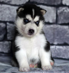 Siberian Husky Nordic Fire