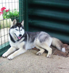 Siberian Husky Nordic Fire