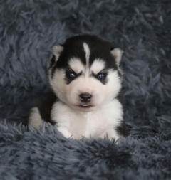 Siberian Husky Nordic Fire