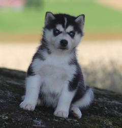 Siberian Husky Nordic Fire