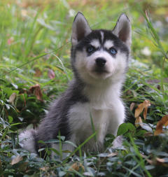 Siberian Husky Nordic Fire