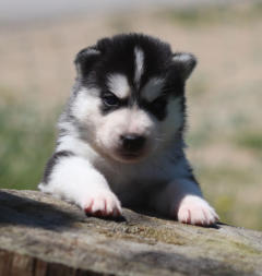 Siberian Husky Nordic Fire