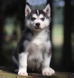 Siberian Husky Nordic Fire