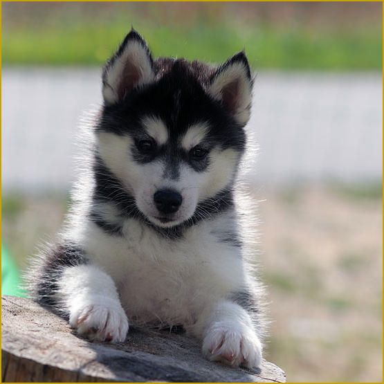 Siberian Husky Nordic Fire