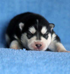 Siberian Husky Nordic Fire