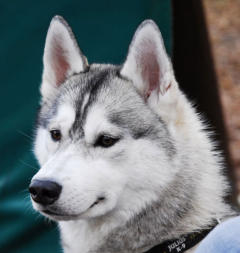 Siberian Husky Nordic Fire