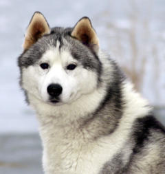 Siberian Husky Nordic Fire