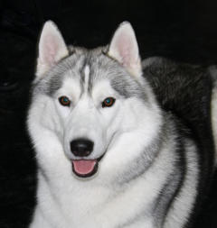 Siberian Husky Nordic Fire