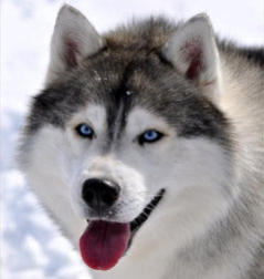 Siberian Husky Nordic Fire