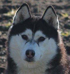 Siberian Husky Nordic Fire