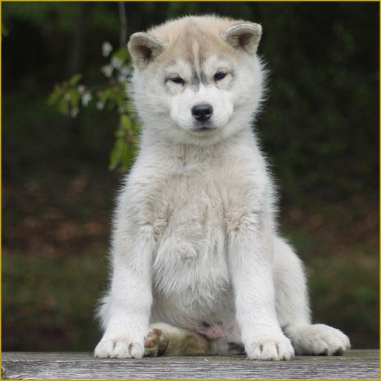 Siberian Husky Nordic Fire