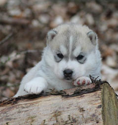 Siberian Husky Nordic Fire