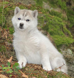 Siberian Husky Nordic Fire