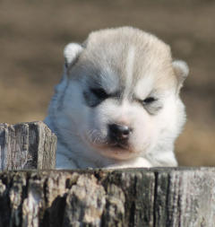 Siberian Husky Nordic Fire