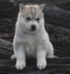 Siberian Husky Nordic Fire