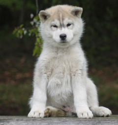 Siberian Husky Nordic Fire