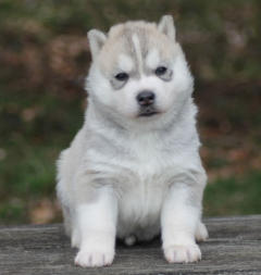 Siberian Husky Nordic Fire