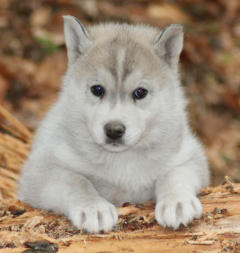 Siberian Husky Nordic Fire