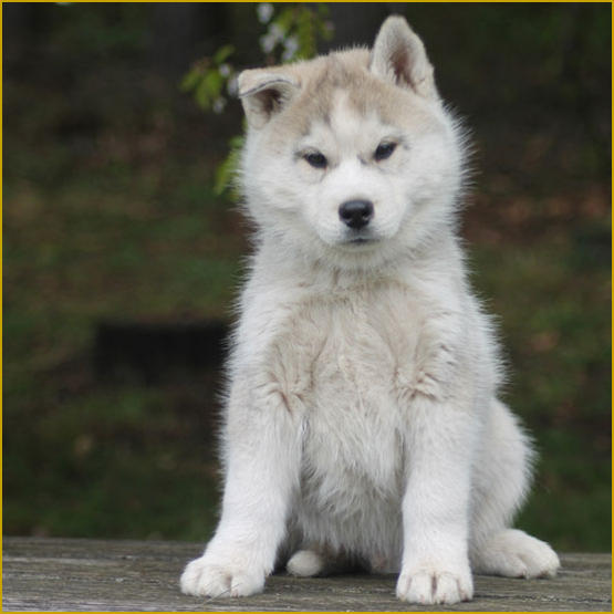 Siberian Husky Nordic Fire