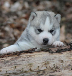 Siberian Husky Nordic Fire