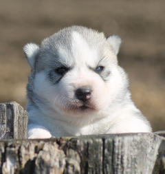 Siberian Husky Nordic Fire