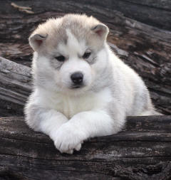 Siberian Husky Nordic Fire