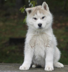 Siberian Husky Nordic Fire