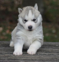 Siberian Husky Nordic Fire