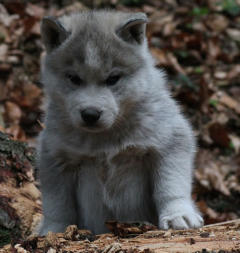 Siberian Husky Nordic Fire