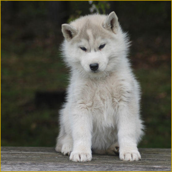 Siberian Husky Nordic Fire