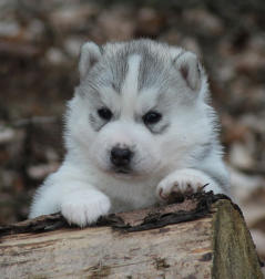 Siberian Husky Nordic Fire