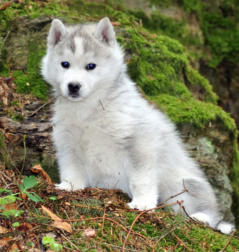 Siberian Husky Nordic Fire