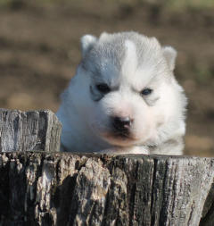 Siberian Husky Nordic Fire