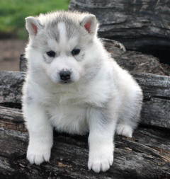 Siberian Husky Nordic Fire