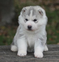 Siberian Husky Nordic Fire