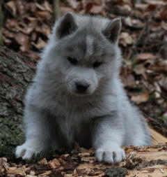 Siberian Husky Nordic Fire