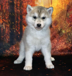 Siberian Husky Nordic Fire