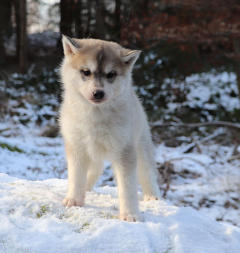 Siberian Husky Nordic Fire