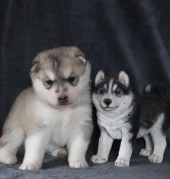 Siberian Husky Nordic Fire