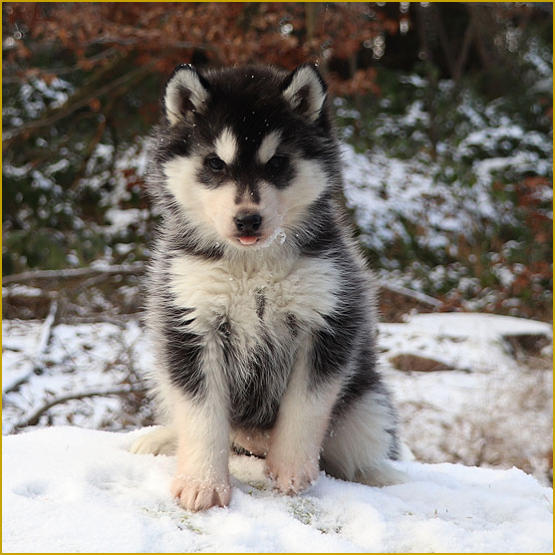 Siberian Husky Nordic Fire