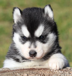 Siberian Husky Nordic Fire