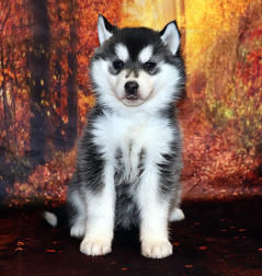 Siberian Husky Nordic Fire