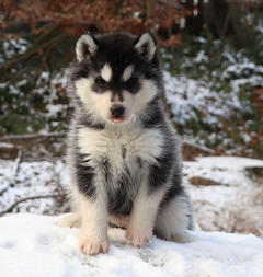 Siberian Husky Nordic Fire