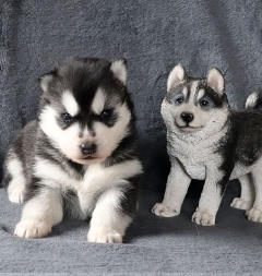 Siberian Husky Nordic Fire