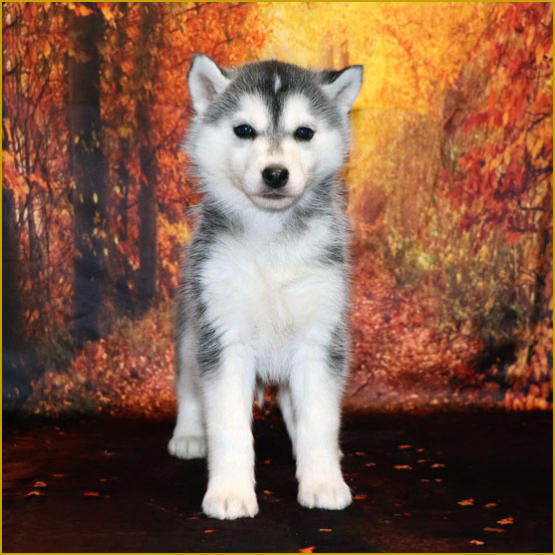 Siberian Husky Nordic Fire