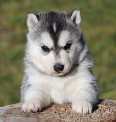 Siberian Husky Nordic Fire