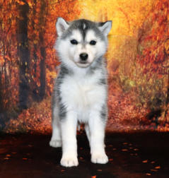 Siberian Husky Nordic Fire