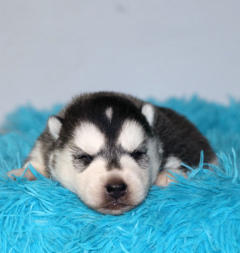 Siberian Husky Nordic Fire