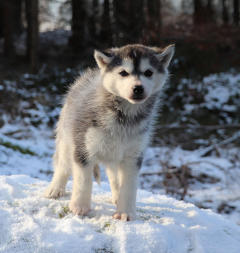 Siberian Husky Nordic Fire