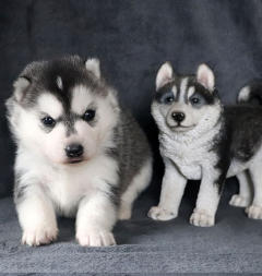 Siberian Husky Nordic Fire